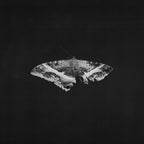 KENDRICK LAMAR 'TO PIMP A BUTTERFLY' 2LP (10th Anniversary Edition, Alternate Artwork)